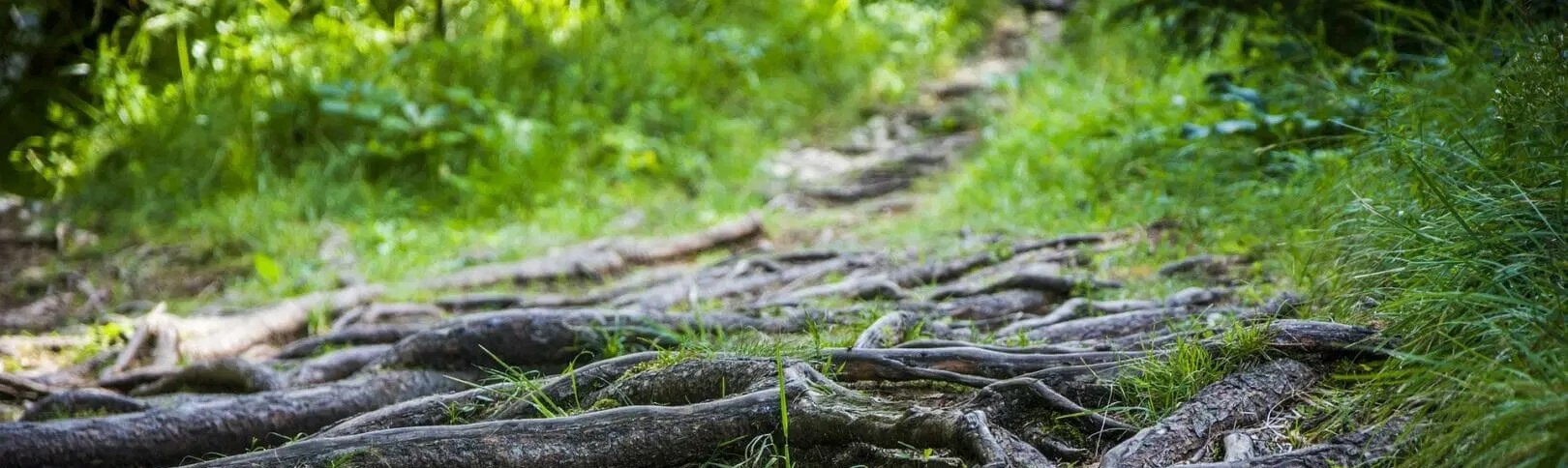 a-small-forest-path-overgrown-with-roots-in-a-scenic-forest-atmosphere